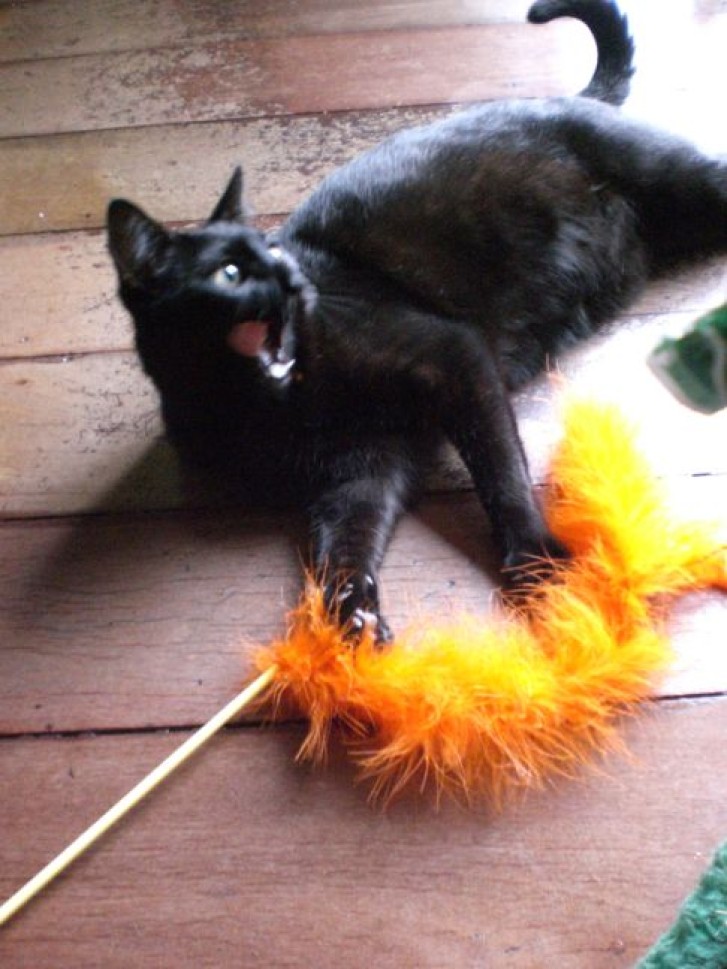 Picture of a cat / kitten / feline