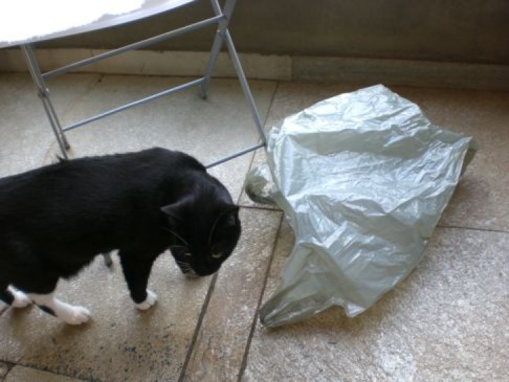 Picture of a cat / kitten / feline