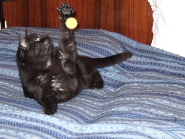 Picture of a cat / kitten / feline