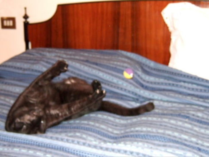 Picture of a cat / kitten / feline