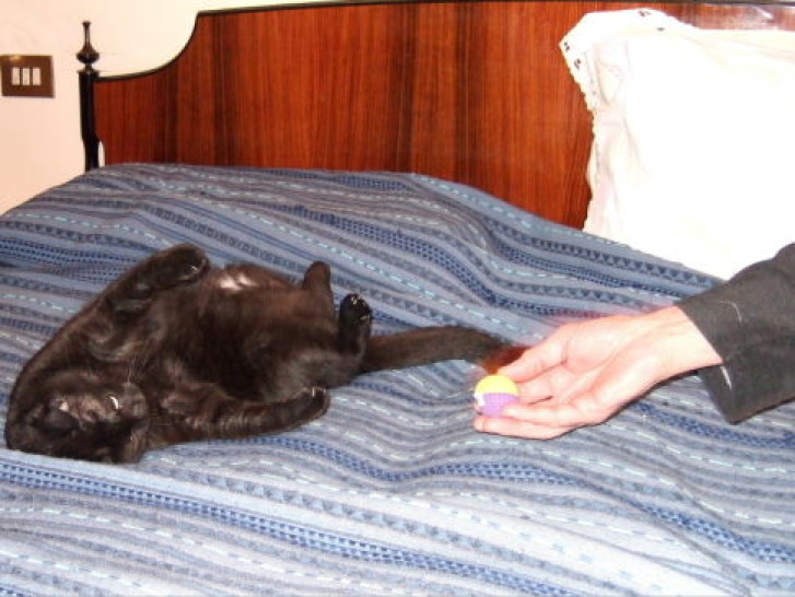 Picture of a cat / kitten / feline