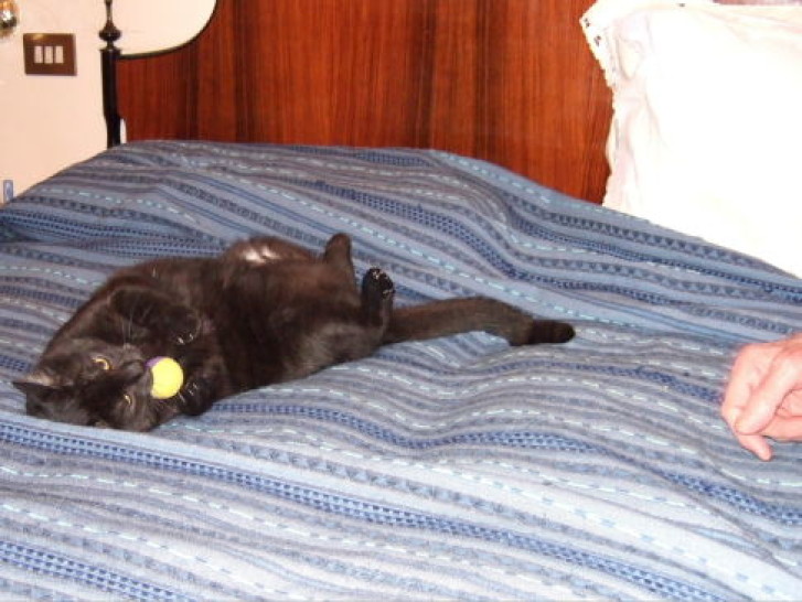 Picture of a cat / kitten / feline