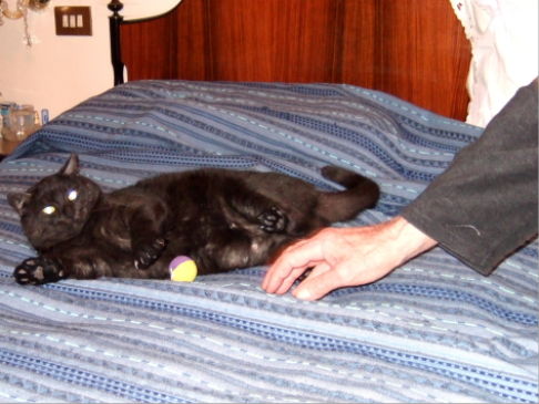 Picture of a cat / kitten / feline