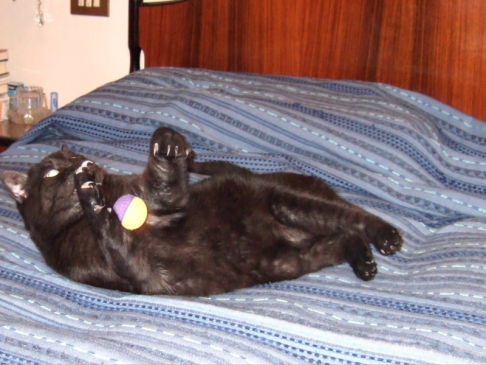 Picture of a cat / kitten / feline