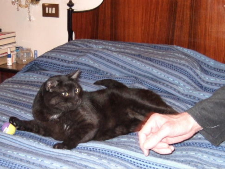 Picture of a cat / kitten / feline