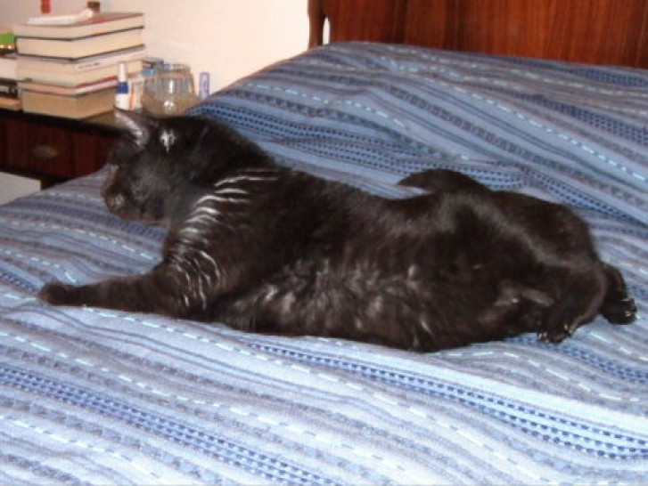 Picture of a cat / kitten / feline