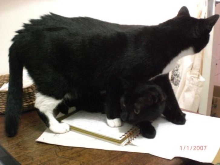 Picture of a cat / kitten / feline