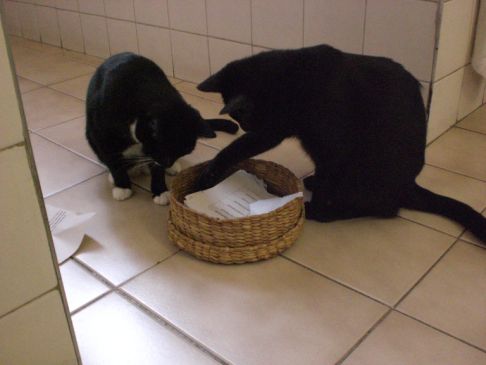 Picture of a cat / kitten / feline