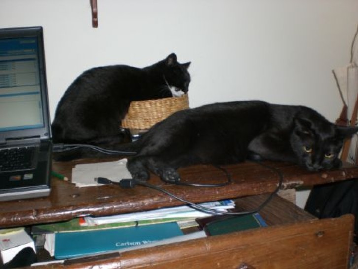 Picture of a cat / kitten / feline