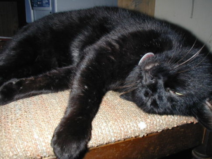 Picture of a cat / kitten / feline