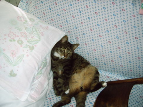 Picture of a cat / kitten / feline