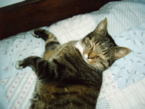 Picture of a cat / kitten / feline