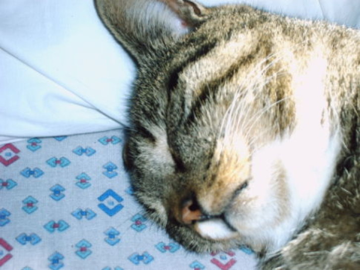 Picture of a cat / kitten / feline