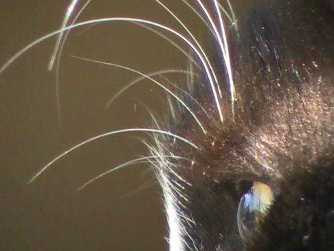 Picture of a cat / kitten / feline