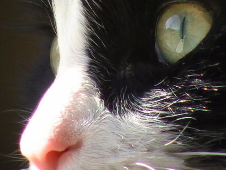 Picture of a cat / kitten / feline