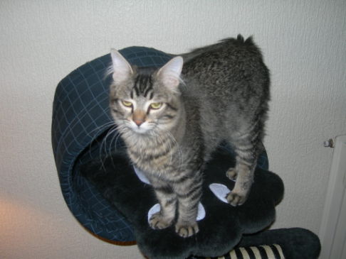 Picture of a cat / kitten / feline