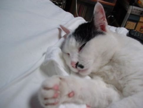 Picture of a cat / kitten / feline