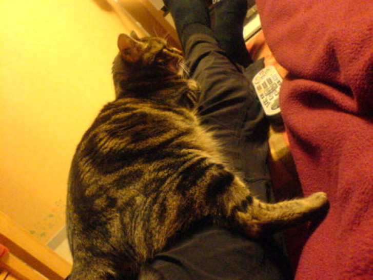 Picture of a cat / kitten / feline