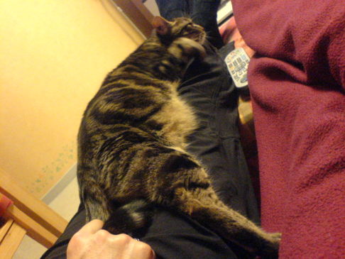 Picture of a cat / kitten / feline