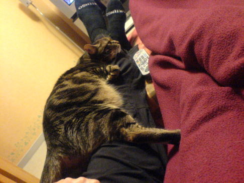 Picture of a cat / kitten / feline