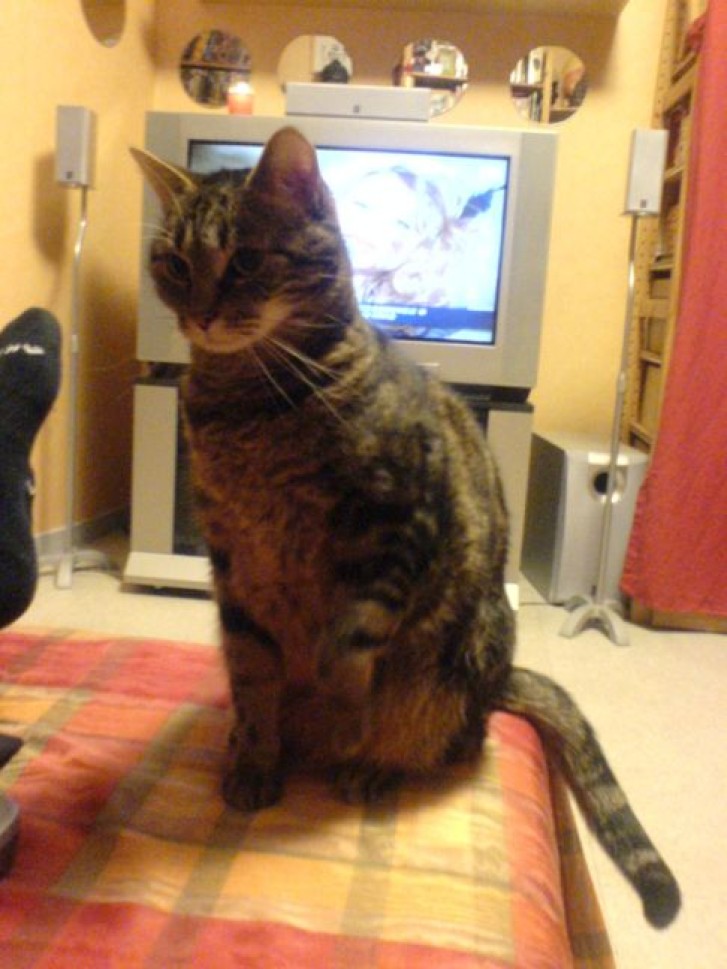 Picture of a cat / kitten / feline