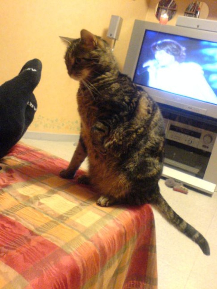 Picture of a cat / kitten / feline