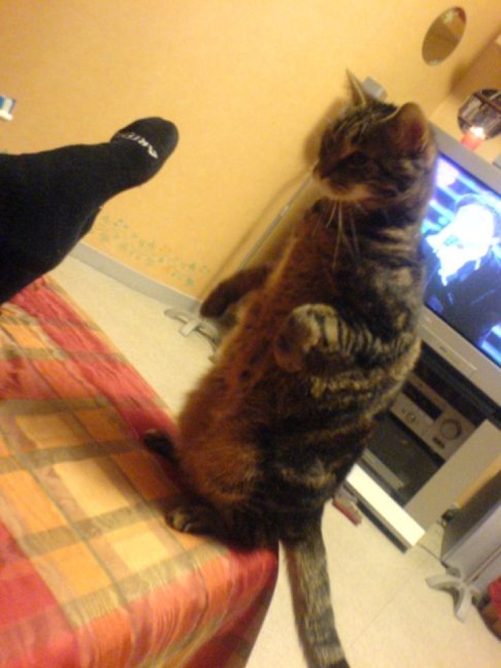 Picture of a cat / kitten / feline