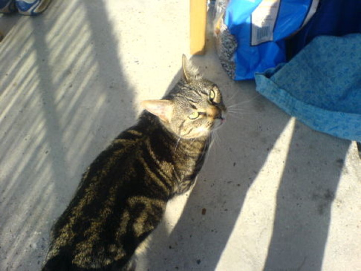 Picture of a cat / kitten / feline