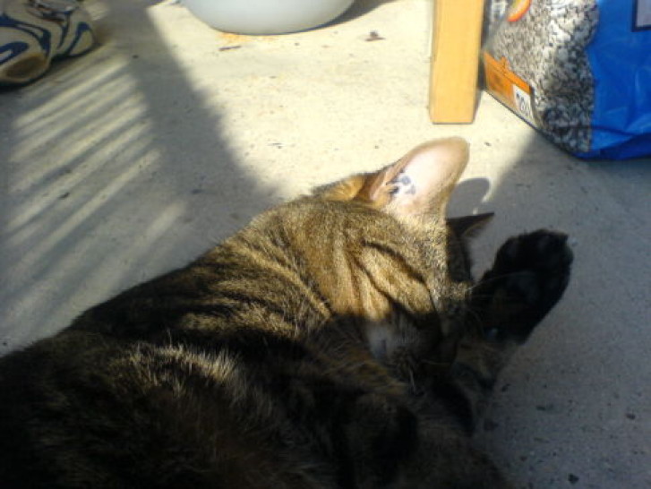 Picture of a cat / kitten / feline