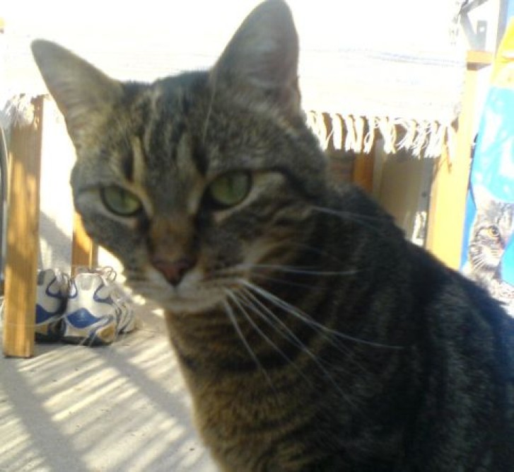 Picture of a cat / kitten / feline