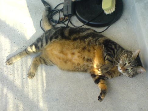 Picture of a cat / kitten / feline