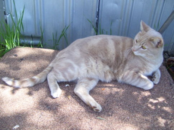 Picture of a cat / kitten / feline