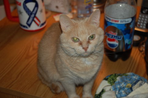 Picture of a cat / kitten / feline