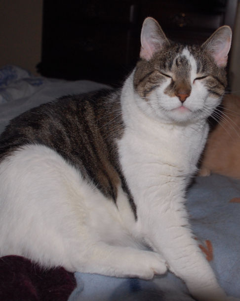 Picture of a cat / kitten / feline