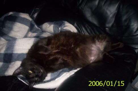 Picture of a cat / kitten / feline