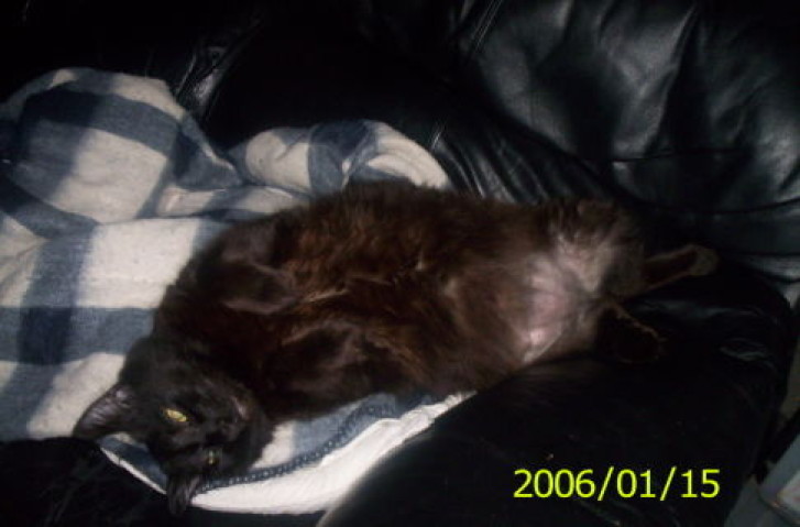 Picture of a cat / kitten / feline