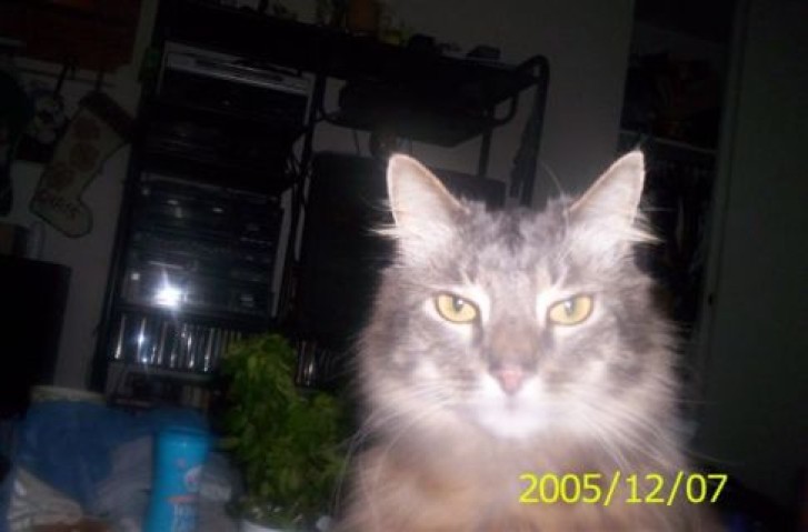 Picture of a cat / kitten / feline