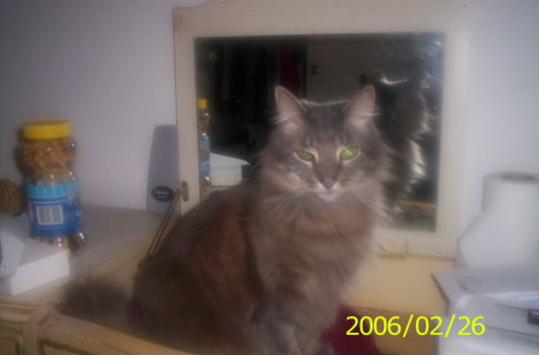 Picture of a cat / kitten / feline