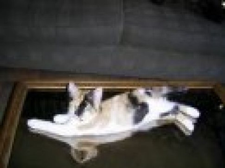 Picture of a cat / kitten / feline