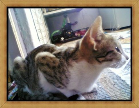 Picture of a cat / kitten / feline