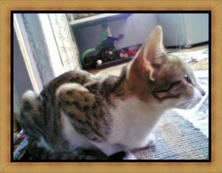 Picture of a cat / kitten / feline