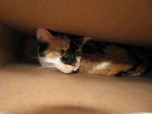 Picture of a cat / kitten / feline