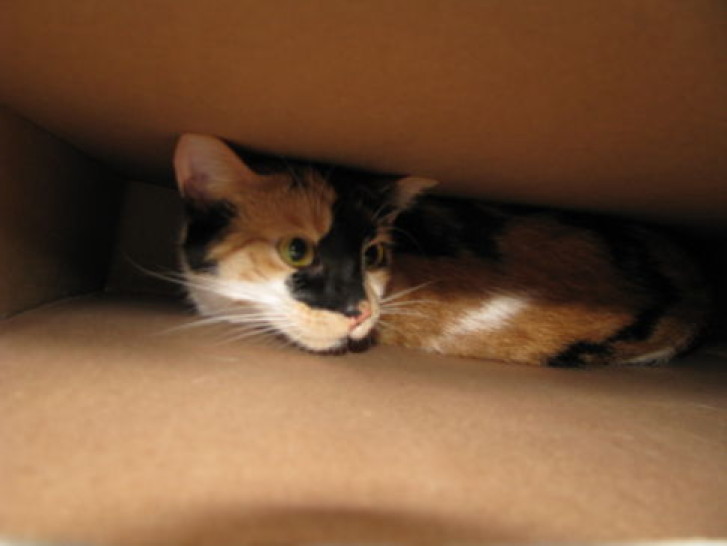 Picture of a cat / kitten / feline