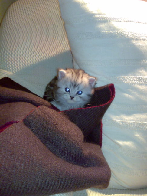 Picture of a cat / kitten / feline