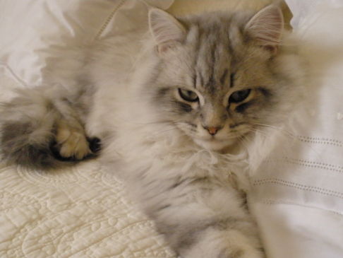 Picture of a cat / kitten / feline