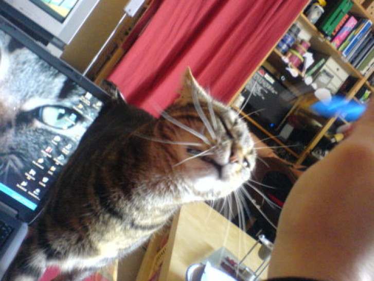 Picture of a cat / kitten / feline