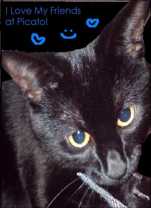 Picture of a cat / kitten / feline