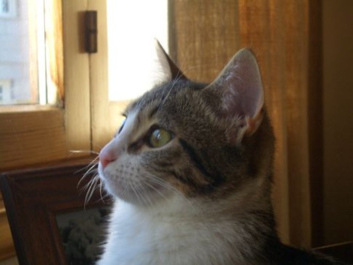 Picture of a cat / kitten / feline