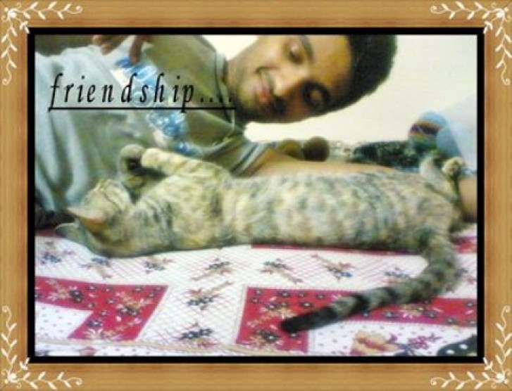 Picture of a cat / kitten / feline