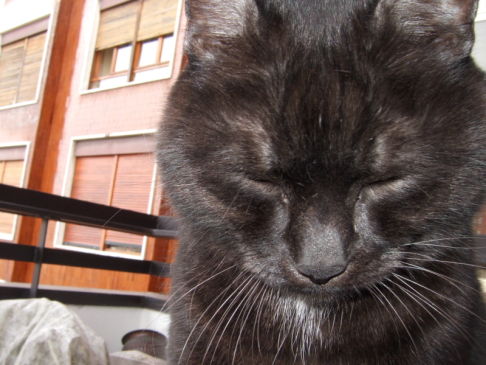 Picture of a cat / kitten / feline